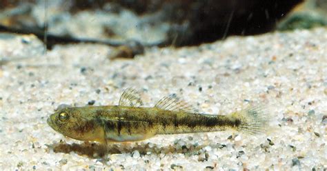 Adriatic Dwarf Goby Save The Blue Heart Of Europe