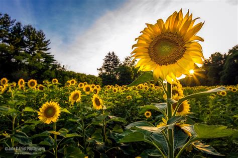 The Sunflowers Are In Full Bloom And Everything Is Wonderful Photos