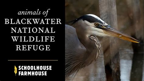 Animals Of Blackwater National Wildlife Refuge Youtube