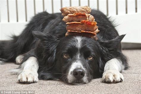 The Incredible Balancing Dog Brac The Border Collie Can Balance Bacon