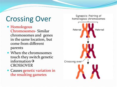Crossing Over Ocorre Em Que Fase