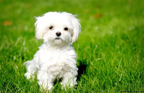 Cute Dogs Image Wallpapers Collection