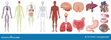 Sistema De Anatomía Y De Sistemas Humanos Ilustración del Vector Ilustración de organismo