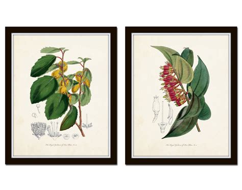 English Garden Botanical Print Set No 7 Bellebotanica