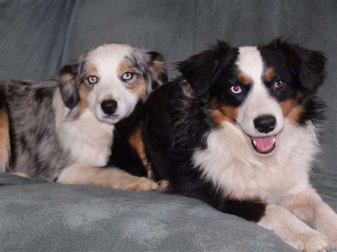 Mini american shepherd pedigree database: Pint Size Mini American Shepherds - Dog Breeders - El ...