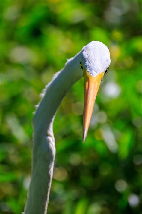 Herons And Egrets David Bolling Photography