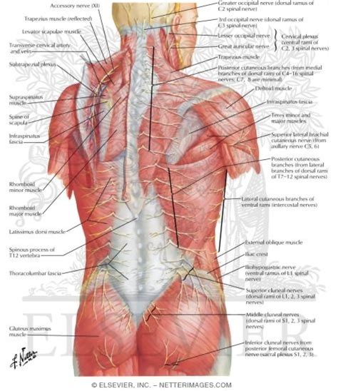 Human Body Back Nerves