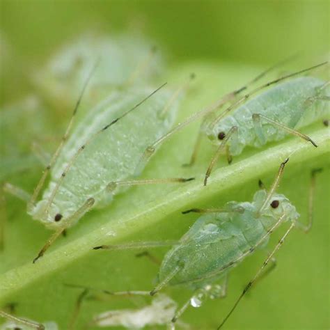 aphid how to treat against aphids for plants and rose trees all natural