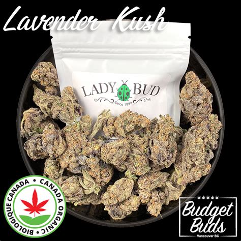 Lavender Kush Indica 100 Organic 7grams Budget Buds