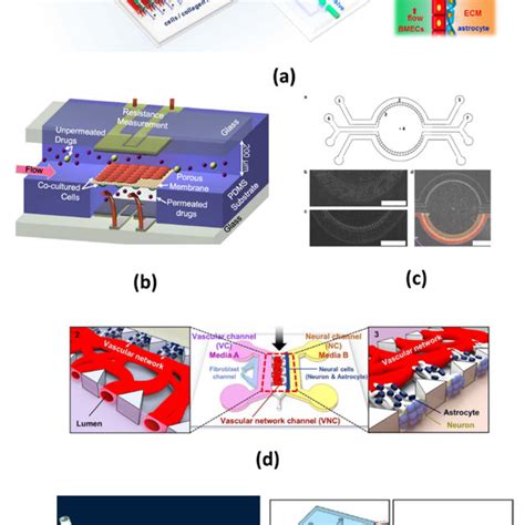 Pdf Recent Progress In Microfluidic Models Of The Blood Brain Barrier