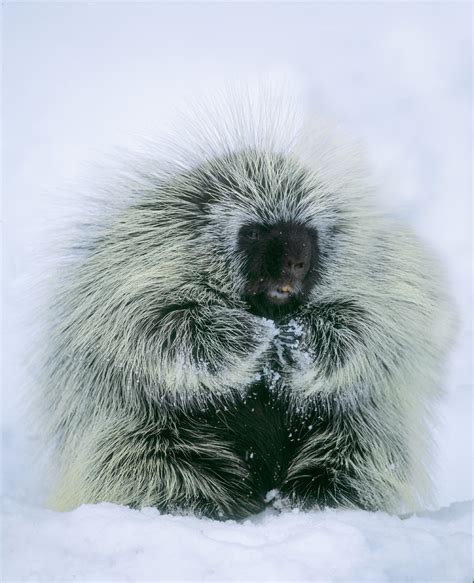 Porcupine In Winter Jim Zuckerman Photography And Photo Tours