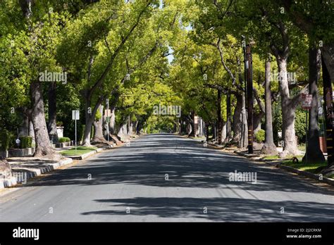 Tree Lined Street In Pasadena Ca Stock Photo Alamy