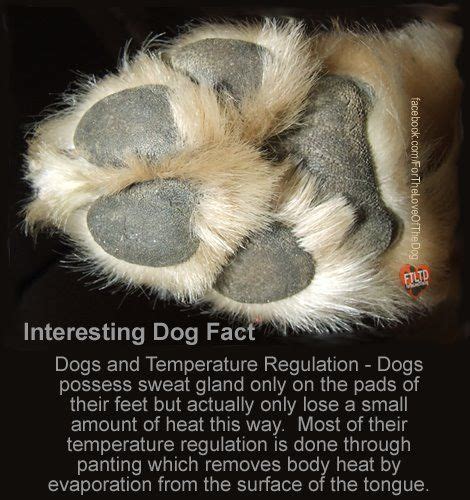Humans have approximately 9,000 and cats have around 473. Interesting Dog Fact. You should always be aware of the ...