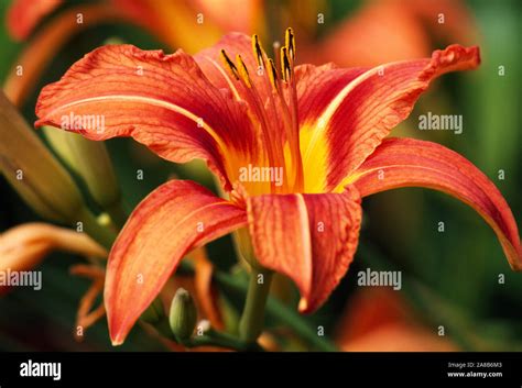 Red Tiger Lily In Bloom Stock Photo Alamy