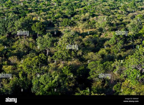 An Aerial View Of An Evergreen Canopy Of An Open Woodland On The