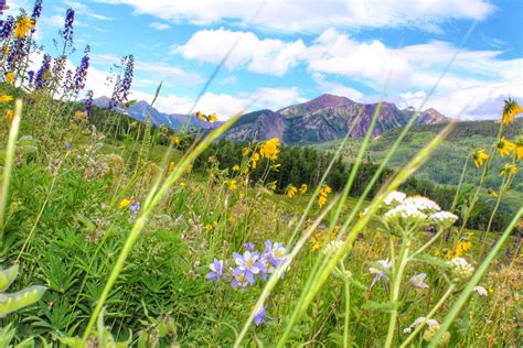 Its Wildflower Season In Crested Butte Colorado Oc 5184x3456 R