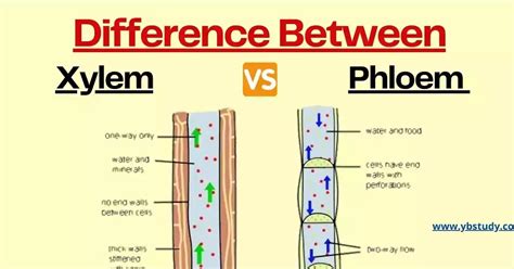 Difference Between Xylem And Phloem With Similarities Yb Study