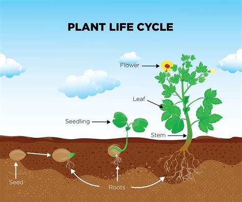 Plant Life Cycle Yahoo Image Search Results Ks Science Science