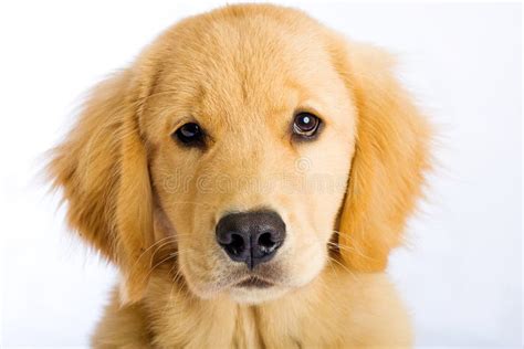 Cute Puppy Face Stock Photo Image Of Nose Animal Bred 20917044