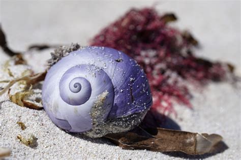 A Purple Snail Is Laying On The Sand