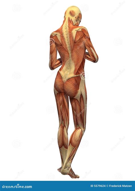 Back Muscle Diagram Woman Muscle Chart Female Body Colored Muscles