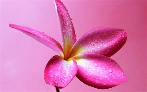 Wallpaper Pink Plumeria Flower Water Droplets 1920x1200 Hd Picture Image