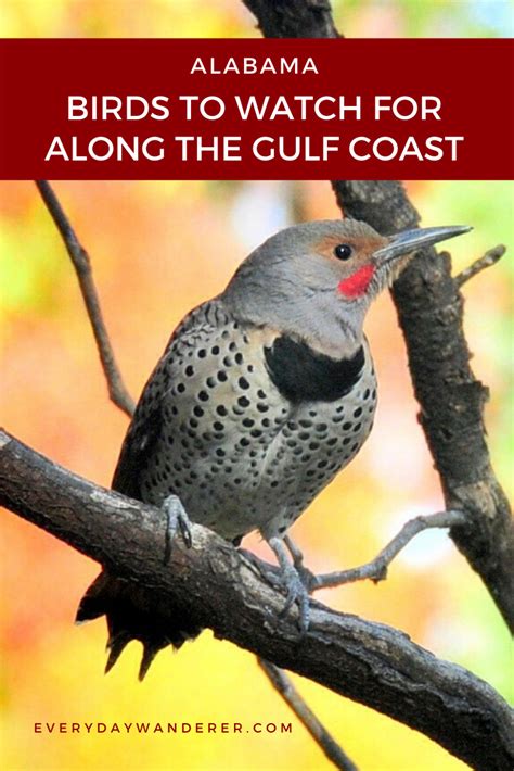 Watch For These Alabama Birds Along The Alabama Birding Trail Along