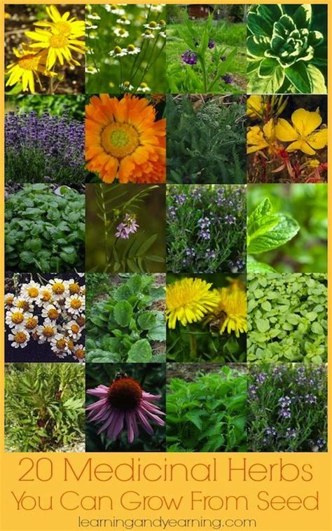 20 Medicinal Herbs You Can Grow From Seed Herbs Growing Seeds