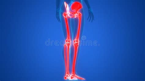 Human Body Skeleton System Lower Limbs Bone Joints Anatomy Stock
