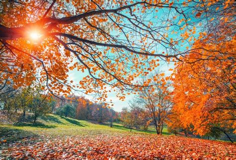 Laeacco Autumn Landscape Backdrop 10x65ft Vinyl Photography Background