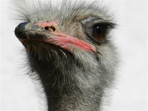 Free Images Wildlife Beak Ostrich Fauna Close Up Emu Vertebrate