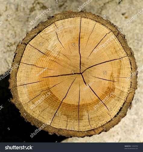 Cut Log Woodgrain Background Texture Stock Photo 12503752 Shutterstock