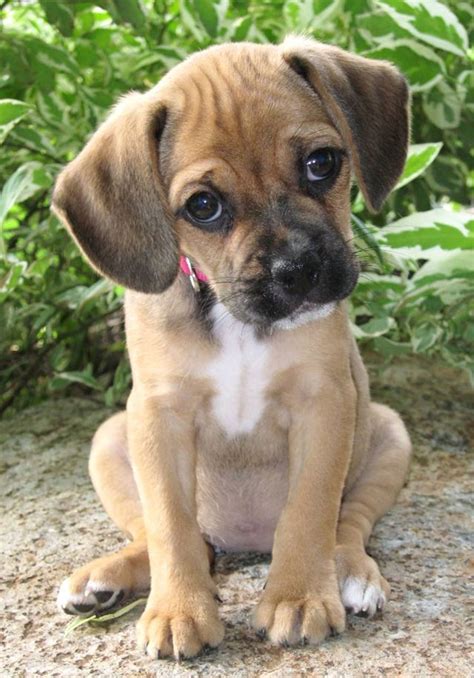 55 Cute Top 10 Mixed Dog Breeds Image Ukbleumoonproductions