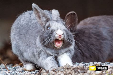 Understanding Rabbit Noises A Guide To Rabbit Communication