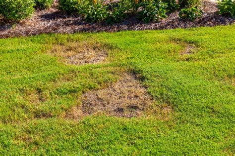 Lawn Care Blog Learn Lawn And Gardening And Landscaping Ideas