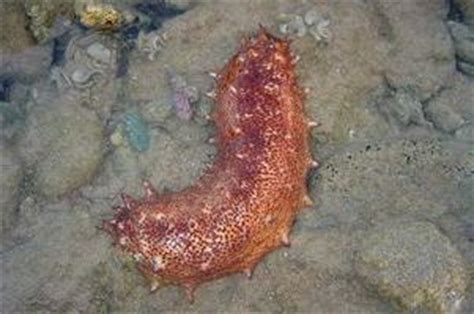 Морской огурец - уникальный организм