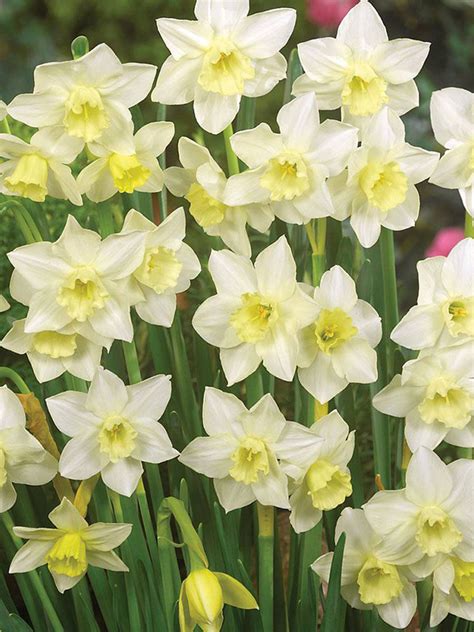 Daffodil Pueblo Aorangi Bulb Nurseries
