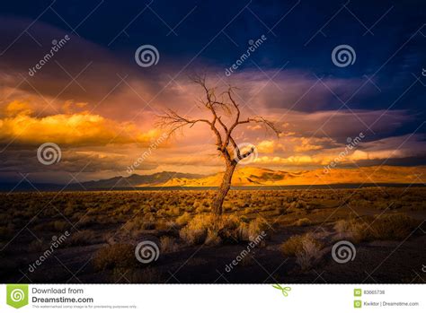 Lone Tree At Sunset Pyramid Lake Stock Photo Image Of Land Rock
