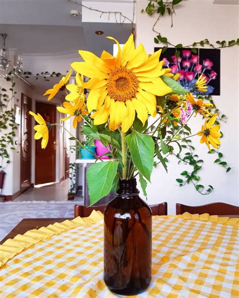 Bunga Matahari Hidroponik Tanaman Hidroponik Yang Bisa Membuat Rumah