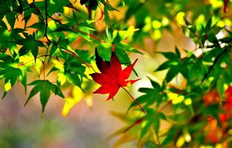 Wallpaper Autumn Leaves Macro Maple Images For Desktop Section