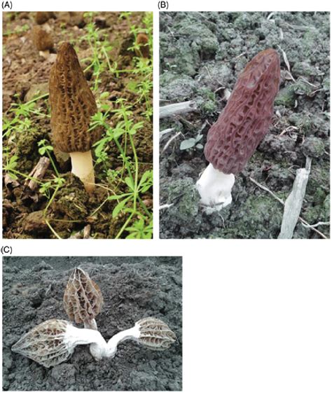 Morel species cultivated in China: M. importuna (A), M. sextalata (B ...
