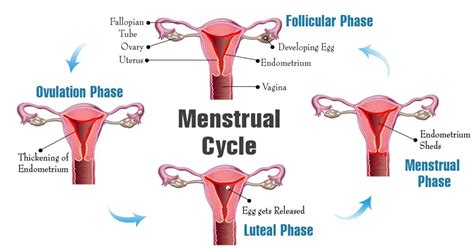 The Menstrual Cycle Phases Hormones And Their Functions Elara Care