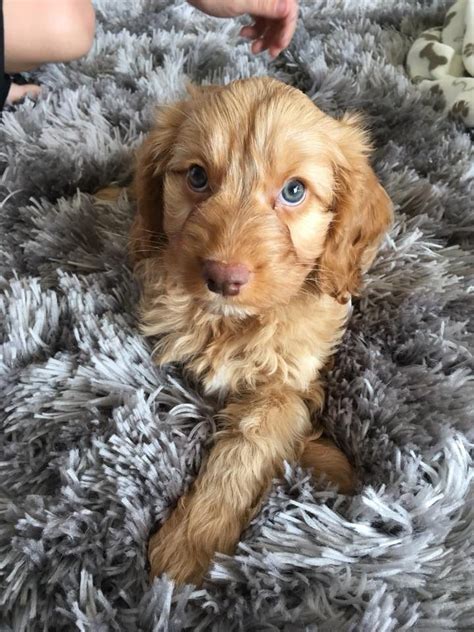 Who Wouldn T Love A Apricot Cockapoo Cockapoo For Life