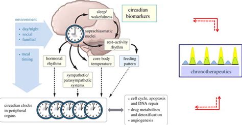 Skin Surface Temperature Rhythms As Potential Circadian Biomarkers For