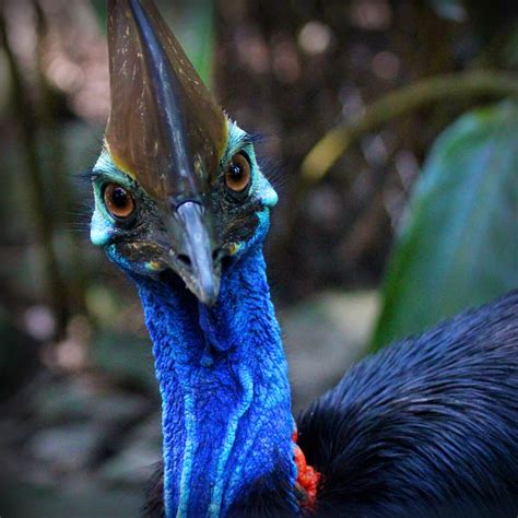 Cassowary Spotting In Tropical Rainforests Cairns And Great Barrier Reef