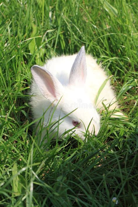 White Rabbit Grass Stock Photo Image Of Green Furry 87640856