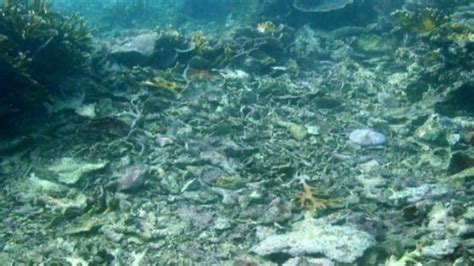 Blast Fishing Destroying Tanzanias Marine Habitats Bbc News