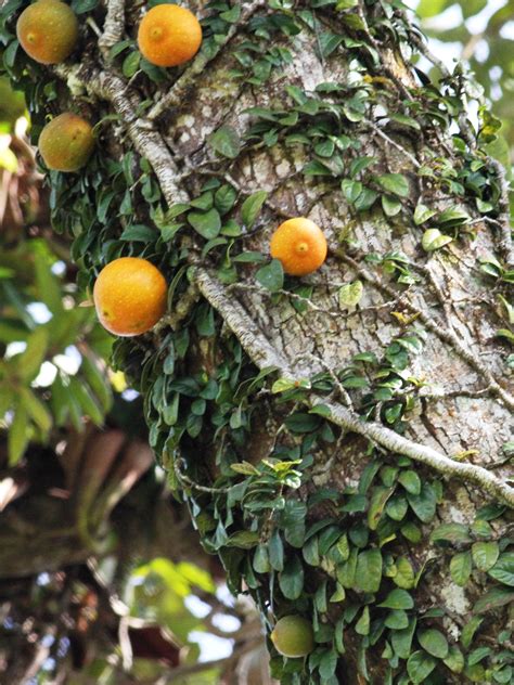 Der bevorzugte flughafen für borneo golf resort ist kota kinabalu. Ficus punctata, Borneo Highlands, Kuching, Sarawak - THE ...