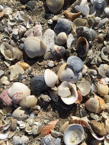 Beach Shells Hutchinson Island January 16 2016 Wilmacheryl Flickr