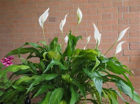 How Tall Can Peace Lily Grow Quick Answers Leafyjournal
